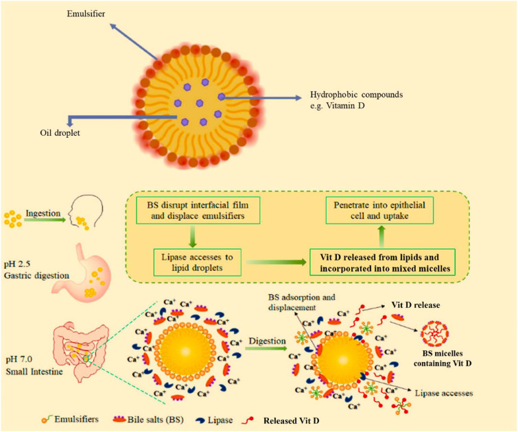 Технология MicroSolve - мицеллярная доставка нутриентов
